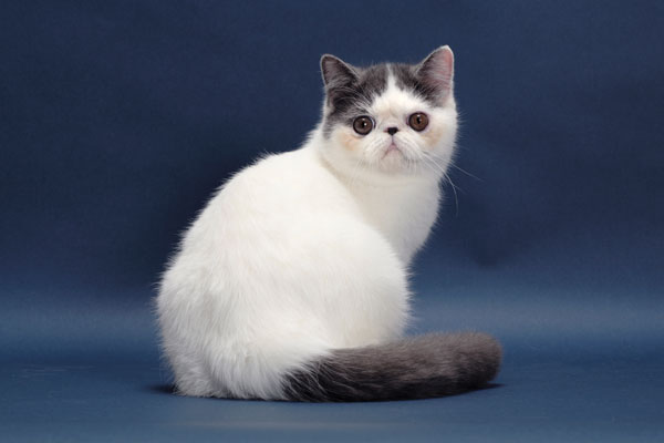 نژاد اگزوتیک,نژاد گربه اگزوتیک
