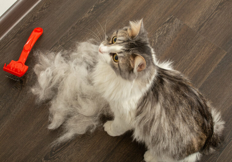 ریزش مو گربه