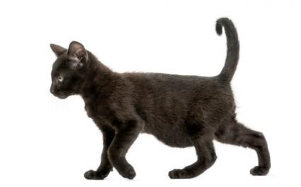 بیماری پریتونیت عفونی گربه