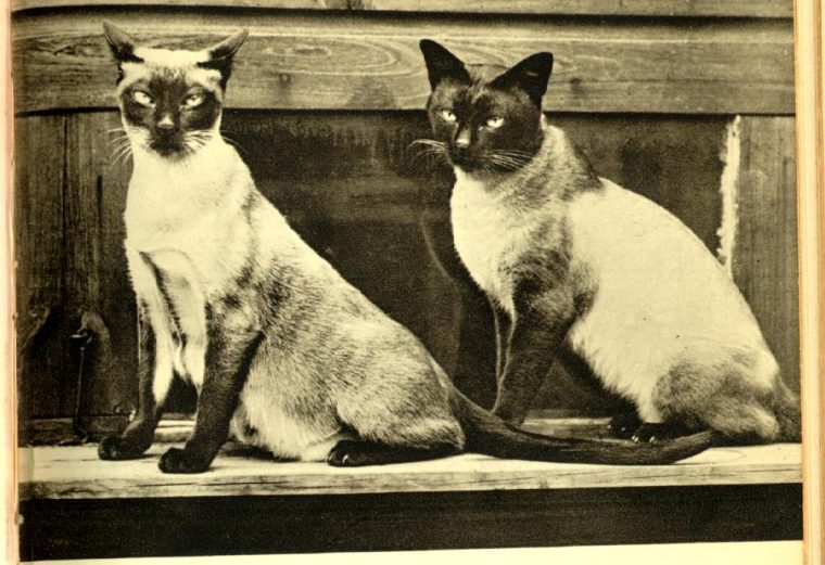 عکس تاریخی از گربه ی سیامی
