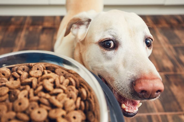 تغییر دادن رژیم غذایی سگ